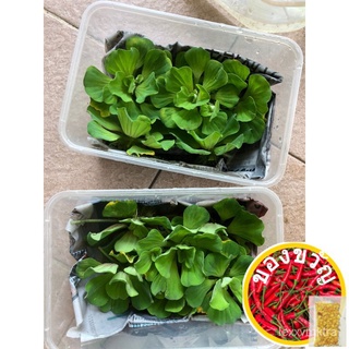 พิพิธภัณฑ์สัตว์น้ำพืชน้ำ/Kiambang/ผักกาดหอมน้ำ/Seeds Seeds (4-7ซม.) (5ชิ้น) เมล็ด seeds Q3D3