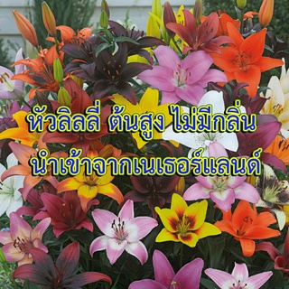 หัวลิลลี่ ต้นสูง ไม่มีกลิ่น นำเข้าจากเนเธอร์แลนด์