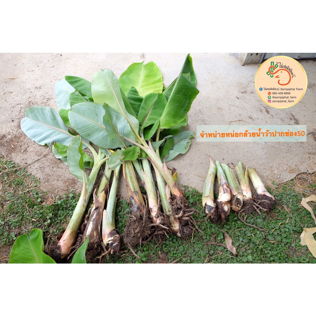หน่อกล้วยน้ำว้า พันธุ์ปากช่อง50 ถูก❗️จากสวนโดยตรง(หน่อจากต้นแม่เพาะเลี้ยงเนื้อเยื่อแท้100%