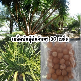 เมล็ดพันธุ์ต้นจันผา ต้นไม้มงคล ปลูกประดับบ้าน 30 เมล็ด