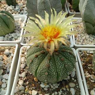 Astrophytum asterias แอสโตรไฟตัมแอสทีเรียสชนาด 8 cm