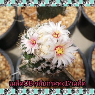 🌵💥เมล็ดกลีบกระทง 💥🌵 20 เมล็ด  Obregonia denegrii   เมล็ดกระบองเพชร เมล็ดแคคตัส  แคคตัส กระบองเพชร)