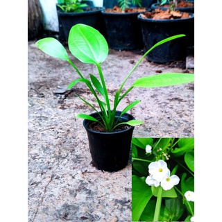 ☘️🌸บัวอเมซอน☘️🌸 ปลูกง่าย โตไว ให้ดอกสวย☘️🌸