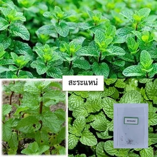เมล็ดสะระแหน่ 50 เมล็ด 🌱 ซื้อ 10 แถม 2 คละได้ 💥 เลือกของแถมได้ คิดถึงเมล็ดผัก คิดถึง skinsun