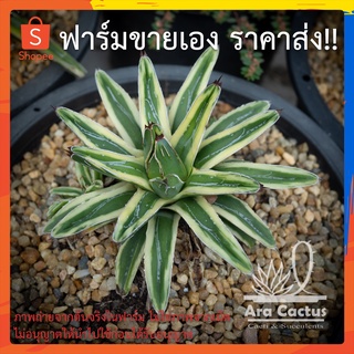 สวนขายเอง! อากาเว่วิคตอเรีย Agave victoriae-reginae ไซส์กระถาง 6 นิ้ว แคคตัส กระบองเพชร ต้นไม้ประดับ อวบน้ำ ไม้ฟอกอากาศ