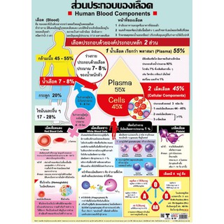 โปสเตอร์เรื่องส่วนประกอบของเลือด #EQ-251 โปสเตอร์กระดาษอาร์ตมัน สื่อการเรียนรู้