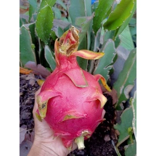🌿กิ่งแก้วมังกรขาวแดงติดรากในถุงชำ🌿ผลไม้ชื่อมงคล🌿Dragon fruit+คู่มือแนะนำการปลูก
