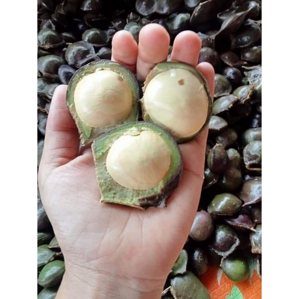 ลูกเนียงอ่อน​ นน.1kg.