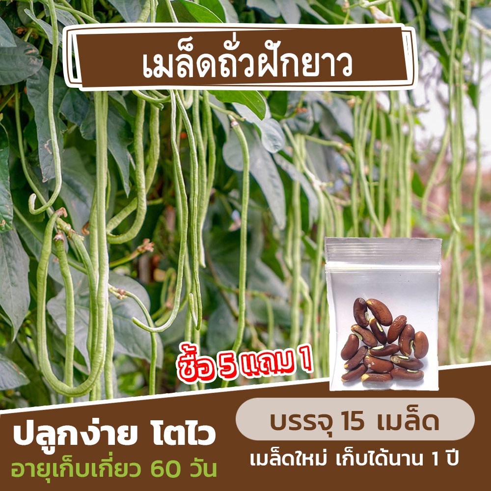 เมล็ดพันธุ์ถั่วฝักยาว 15 เมล็ด แบ่งขาย (ซื้อ 5 แถม 1)