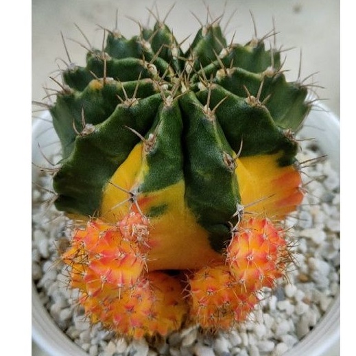 Cake Cactus Farm กระบองเพชร Gymnocalycium mihanovichii variegated หน่อยิมโนหัวสีล้วนเด็ดสด ไม่มีราก สำหรับมือใหม่หัดกราฟ - รูปที่ 5