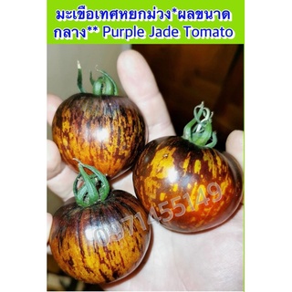 มะเขือเทศหยกม่วง ผลขนาดกลาง Purple Jade Tomato มะเขือเทศ OP จำนวน 100เมล็ด