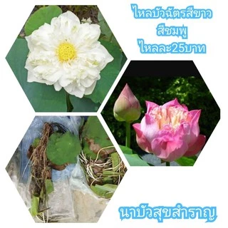 ไหลบัวฉัตรสีขาวสีชมพูไหลละ15บาทขั้นต่ำ5ไหล