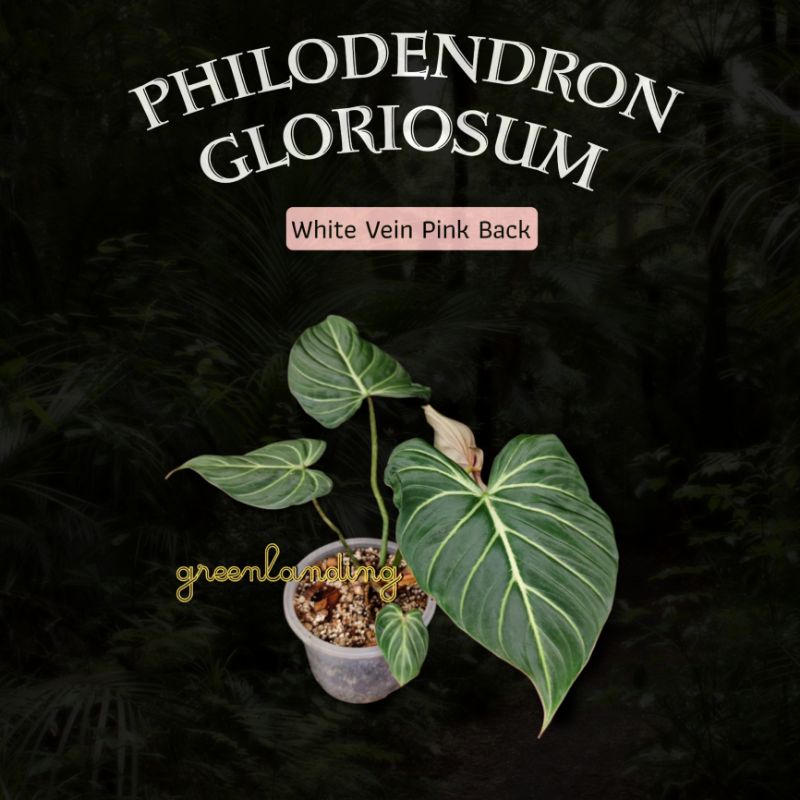 Philodendron Gloriosum (WVPB) AKA white Lava
