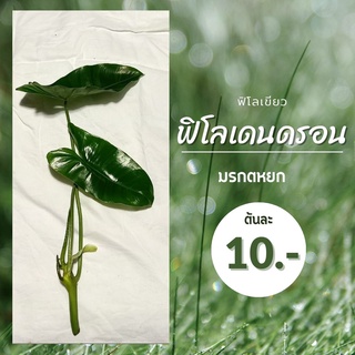 ฟิโลเดนดรอน ต้นมรกตหยก🌿 ต้นไม้ฟอกอากาศ แบบกิ่งติดราก