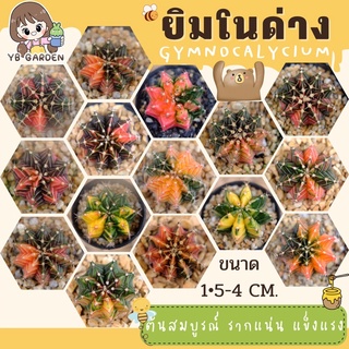 ยิมโนด่าง(2)ส่งทั้งกระถาง LB Hybridด่าง ไม้เมล็ด Gymnocalycium LBHB แอลบีไฮบริดด่าง แคคตัสแอลบี กระบองเพชร cactus