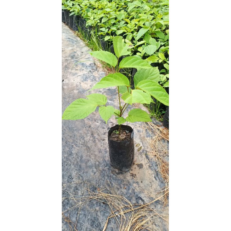 ต้นลิ้นฟ้าเตี้ย( เพกาเตี้ยแท้💯%) แบบชำราก ต้นแข็งแรงพร้อมปลูกแร้วคับ