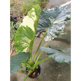 บอนกระดาษด่างขาว (Alocasia Macrorrhizos Var.)