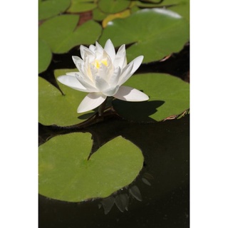 7 เมล็ด เมล็ดบัว สีขาว ดอกเล็ก สายพันธุ์เมล็ดบัว ดอกบัว Lotus seeds