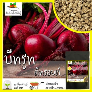 เมล็ดพันธุ์ บีทรูท ดีทรอยต์ 100 เมล็ด Detroit Beet เมล็ดพันธุ์แท้ นำเข้าจากต่างประเทศ ปลูกผัก สวนครัว ถูกดี เพาะง่าย