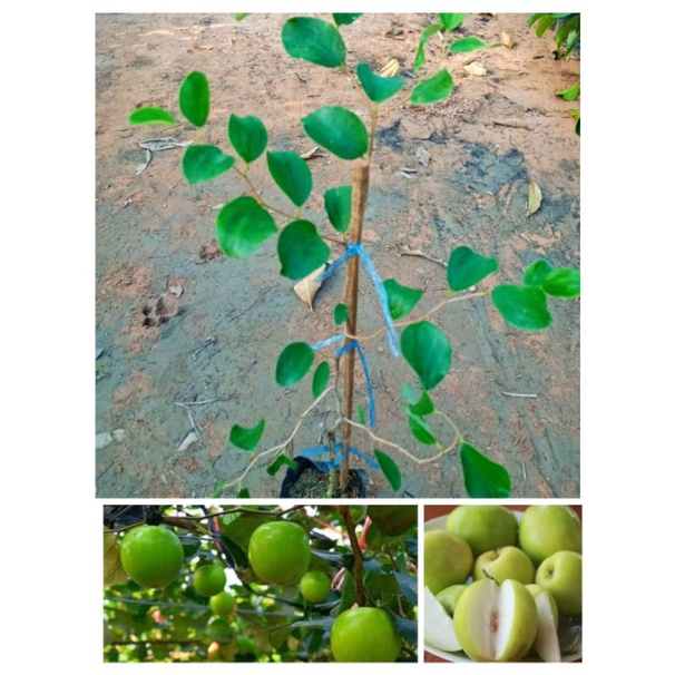 ต้นพุทราน้ำอ้อย ผลใหญ่ รสหวานกรอบอร่อย สูง70-90ซ.ม แบบทาบกิ่ง