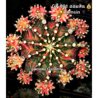 หน่อเด็ดสด โคลน GY-001(ออมสิน) cactus แคคตัส ยิมโนด่าง