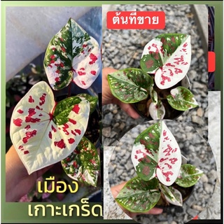 เมืองเกาะเกร็ดด่างแล้วน้อกำลังกัดสี ไม้แรไอเท็ม บอนสีหายากด่างเทพๆส่งต้นที่ลงภาพจริง
