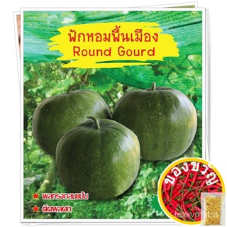 เมล็ดอวบอ้วน100%เมล็ดฟักหอม พื้นเมือง Round Gourd เมล็ดพันธุ์ฟักหอม เมล็ดพันธุ์ผัก เมล็ดผักสวนครัว ตราภูเขาทองเมล็ดพืชคุ