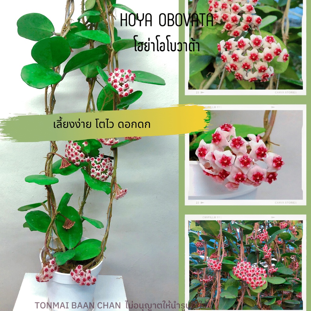 Hoya Obovata โฮย่าโอโบวาต้า ใบกลม ไม้แขวนประดับ ส่งต้นติดดอก
