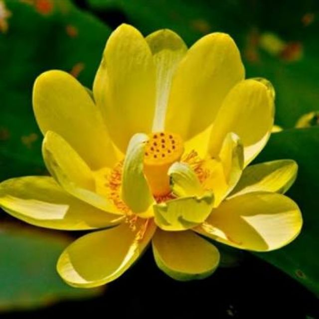 เมล็ดพันธุ์บัวหลวงสีเหลือง 1ซอง มี8เมล็ด