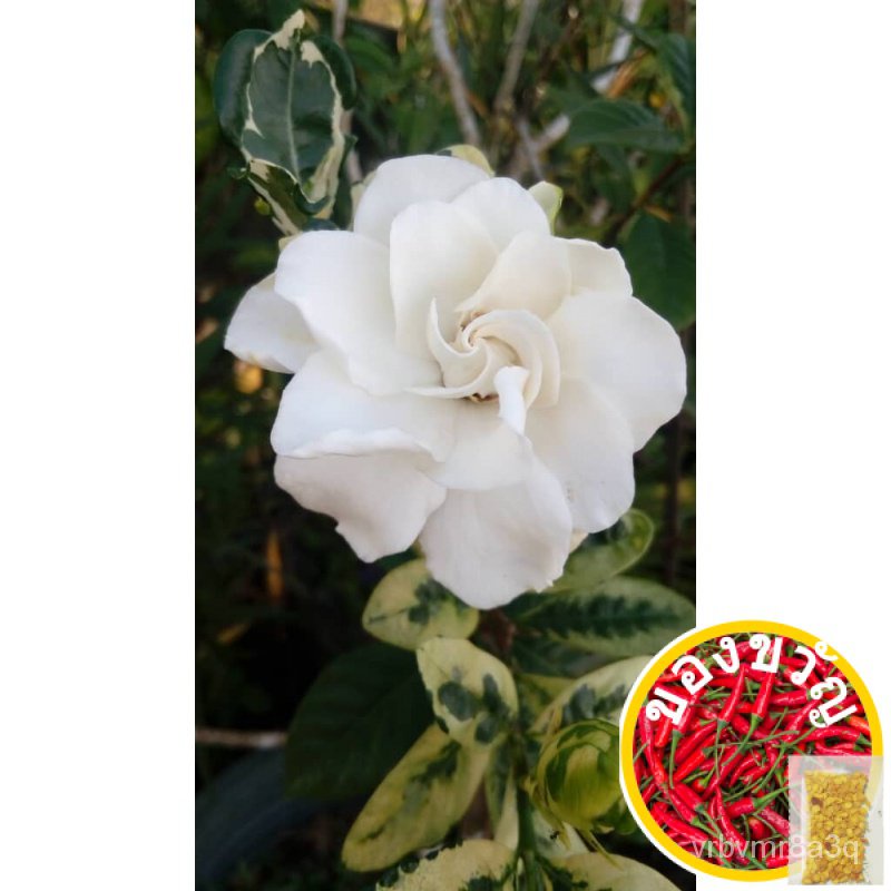 TSC-variegated ใบ g ardenia สีขาวหอมดอกไม้ตัด/จีนดอกไม้ตัดผ้าบาติกสีขาวดอกไม้หอมเด็ก poko เมล็ด CWWZ