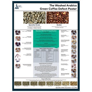 Green Coffee Defect(SCA) Poster Original Size (17.71 x 24 ") ไม่มีกรอบรูป