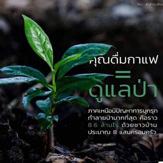 กาแฟสด 3in1 เพื่อสุขภาพ กล่องเล็ก 10 ซอง ไม่ใส่น้ำตาล และครีมเทียม - รูปที่ 2