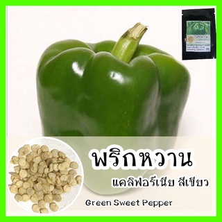 พร้อมส่ง ❗ รหัส 114 เมล็ดพันธุ์ OP แท้   พริกหวานแคลิฟอร์เนียสีเขียว - Green Sweet Pepper เมล็ดนำเข้า เมล็ดพริก ผัก พริก