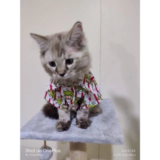 เสื้อเชิ้ต สุนัขและแมว พร้อมส่ง ทรงหลวมใส่สบาย แฟชั้นฤดูร้อน ผ้าไหมอิตาลี