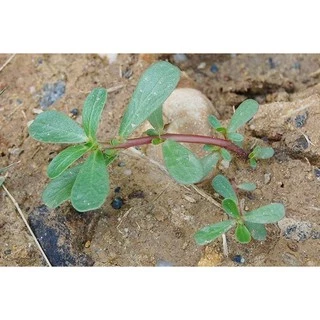 300 เมล็ด ผักเบี้ยใหญ่ Portulaca oleracea ผักอีหลู ผักตาโค้ง ผักเบี้ยดอกเหลือง ผักเบี้ยใหญ่ แดงสวรรค์ สมุนไพรไทย