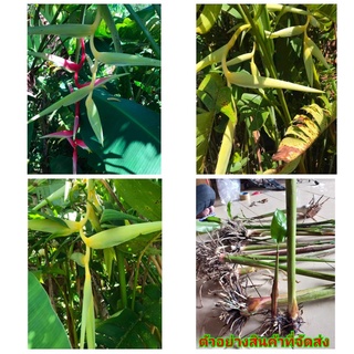 (1หน่อ)(ขาย หน่อพันธุ์) ต้น เหง้า หน่อ Heliconia chartacea Surinam Gold Meeana yellow เฮลิโคเนีย Nokair a