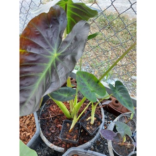 colocasia Aloha (ทักดูก่อน)