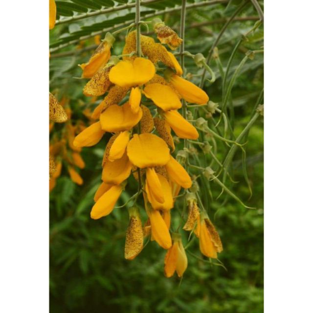 เมล็ด​พันธุ์​โสนแอฟริกัน50เมล็ด​