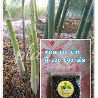 เมล็ดหน่อไม้ฝรั่ง มี 500-600 เม็ด 60 บาท แนบวิธีบ่ม,เพาะไปให้