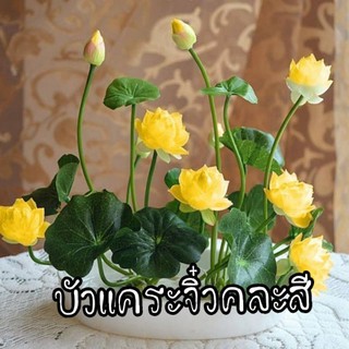 เมล็ดพันธุ์บัวแคระจิ๋ว คละสี50บาท