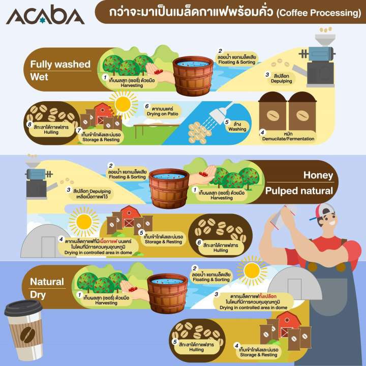 Natural Process เมล็ดกาแฟคั่วอ่อน ขนาด 200 กรัม - acababoss - ThaiPick