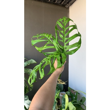 พลูฉลุยักษ์ ,,Monstera Esqueleto,,🍀