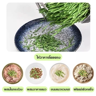 ชุดปลูกหญ้าแมวครบชุดพร้อมปลูก +ออแกนิค+ หญ้าแมวแบบกล่อง ต้นอ่อนข้าวสาลี หญ้าเเมว สัตว์เลี้ยง หญ้าแมว