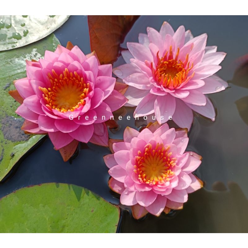 บัวฝรั่งชื่อโรส ควอตซ์ (N. Rose Quarzt) Watterlily ดอกมีความซ้อนกลมชมพูหวานน่ารัก