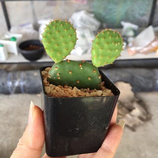 โอพันเทีย รูฟิด้า รูฟีด้า opuntia rufida