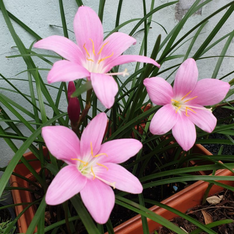 🌺ซื้อ1 แถม 1🌺  หัวบัวดินสีชมพู grandiflora  ว่านขุนแผนสะกดทัพ  ดอกใหญ่ ออกดอกง่าย