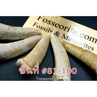 [อายุกว่า 66 ล้านปี!!!] #61-100 ฟอสซิล ฟัน Enchodus Libycus Fossil Tooth ของแท้ จาก Khouribga, Morrocco