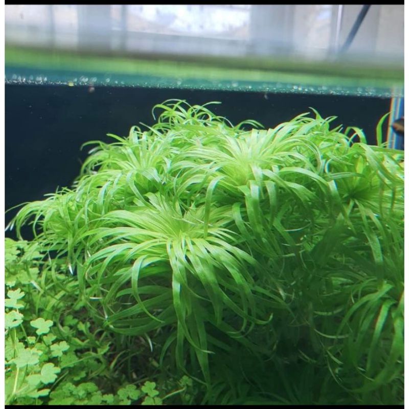 อูเอเปส Tonina SP. Uaupes ไม้น้ำพุ่มเขียว สำหรับปลูกกลาง-หลังตู้ (อ่านรายละเอียดก่อนซื้อ) | Marangmo