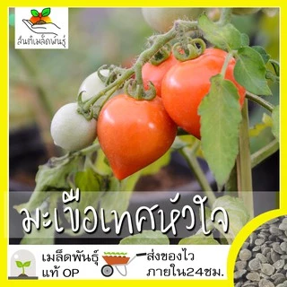 เมล็ดพันธุ์ ชุดมะเขือเทศ ปลูกง่าย โตไว ลูกดก พร้อมส่ง มะเขือเทศเชอรี่แดง/มะเขือเทศหัวใจ/มะเขือเทศต้นอิตาลีทริปแอลครอป