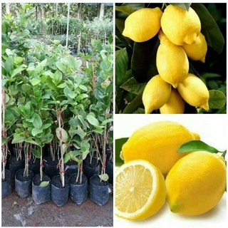 พร้อมสต็อกประเทศไทย เลมอนยูเรก้า เลม่อนประดับจาน/คั้นน้ำ Lemon Seeds ดอกไม้ปลูก เมล็ดพันธุ์ผัก ไม้ประดับ เมล็ดพัน